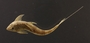 Loricaria gymnogaster lagoichthys 69 mmSL FMNH 42792 dorsal